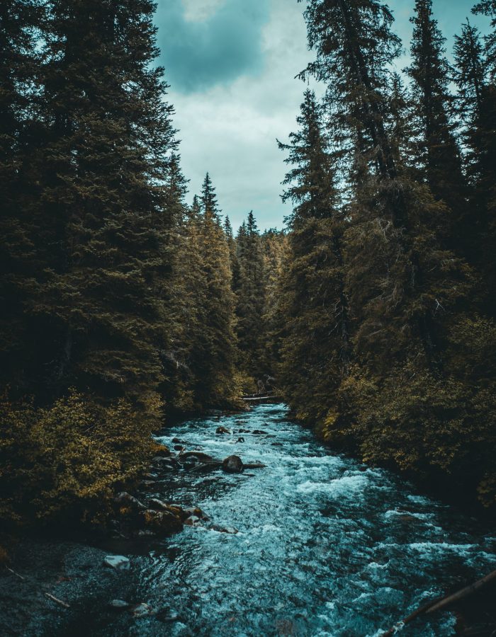 river between trees