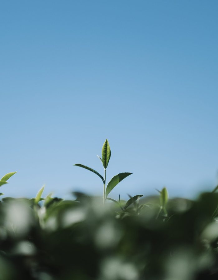 tea leaf in field