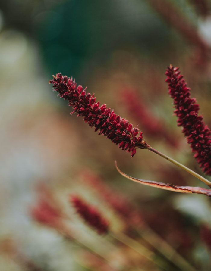 A vertical shot of a red plant with blurred natural background